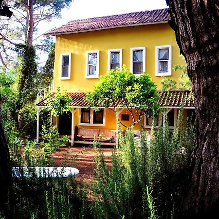 Daphne House 2* Olimpos